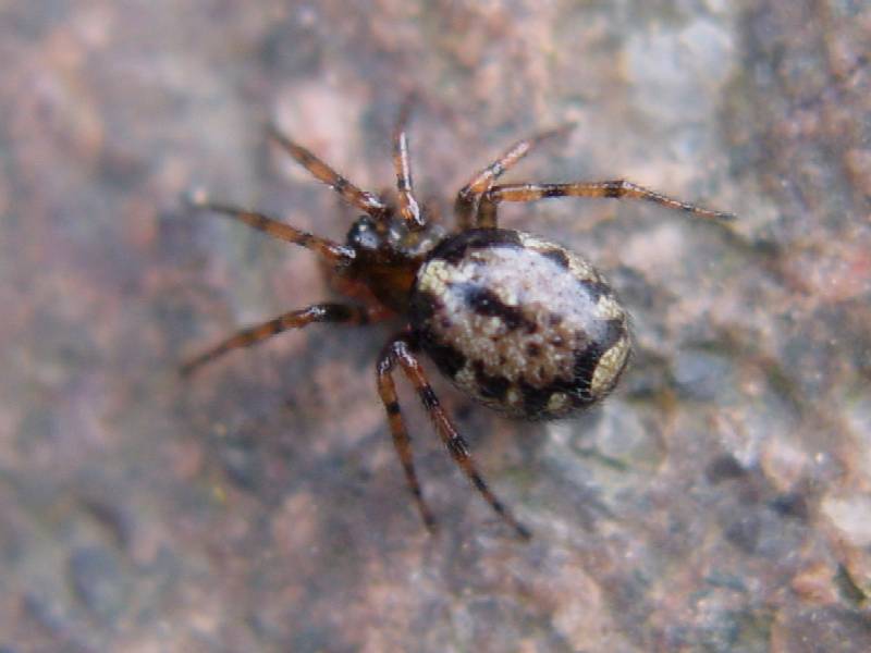 Steatoda sp.